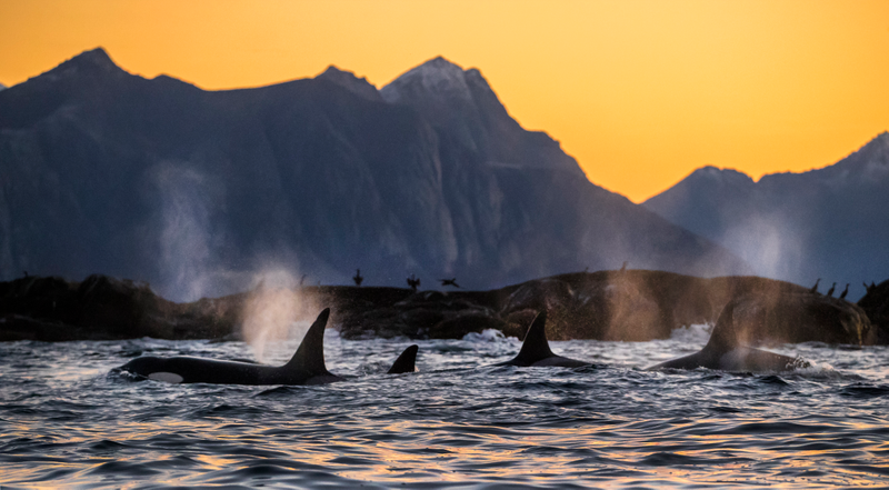A pod of orca whales off the coast of northern Norway.